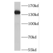 abx237384