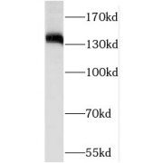 abx237386
