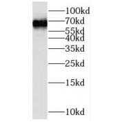 WB analysis of mouse liver tissue, using RORA antibody (1/1000 dilution).