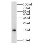 WB analysis of mouse heart tissue, using RPL35 antibody (1/300 dilution).