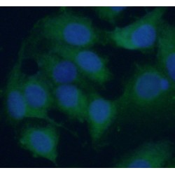 Ribosomal Protein L38 (RPL38) Antibody