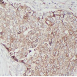 Ribosomal Protein S16 (RPS16) Antibody
