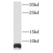 WB analysis of HepG2 cells, using RPS29 antibody (1/500 dilution).