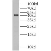WB analysis of human testis tissue, using RRAGB antibody (1/500 dilution).