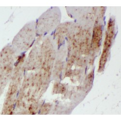 Reticulon 2 (RTN2) Antibody