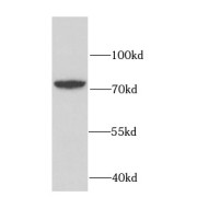 WB analysis of HeLa cells, using RUFY2 antibody (1/1000 dilution).