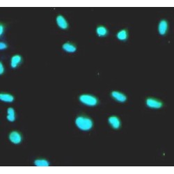 RuvB-Like 1/Pontin 52 (RUVBL1) Antibody