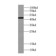 abx237543