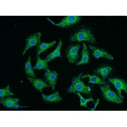 Tyrosine-Protein Kinase RYK (RYK) Antibody