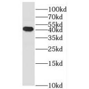 WB analysis of HepG2 cells, using SAPK4 antibody (1/300 dilution).