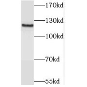 WB analysis of HeLa cells, using SAPS1 antibody (1/500 dilution).