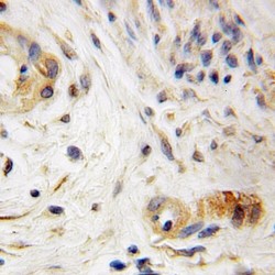 Sec1 Family Domain Containing 1 (SCFD1) Antibody
