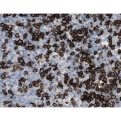 SEC24 Homolog A, COPII Coat Complex Component (SEC24A) Antibody