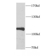 WB analysis of HeLa cells, using SECISBP2 antibody (1/1000 dilution).
