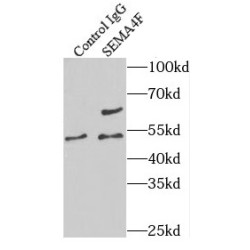 Semaphorin 4F (SEMA4F) Antibody