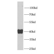 WB analysis of HepG2 cells, using SEPHS1 antibody (1/1000 dilution).