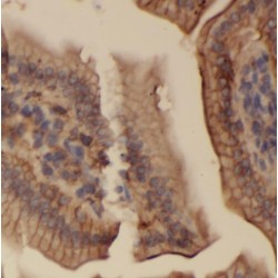 Protein SERAC1 (SERAC1) Antibody