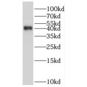 abx237749
