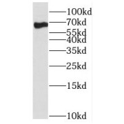 WB analysis of NIH/3T3 cells, using SF3A2 antibody (1/400 dilution).