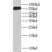 WB analysis of HEK-293 cells, using SF4 antibody (1/1000 dilution).