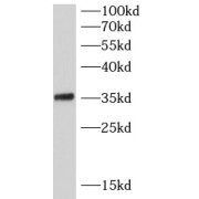 WB analysis of HeLa cells, using SFRS7 antibody (1/1000 dilution).