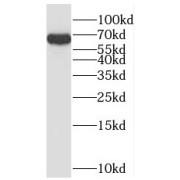 WB analysis of HeLa cells, using SH2D3A antibody (1/1000 dilution).
