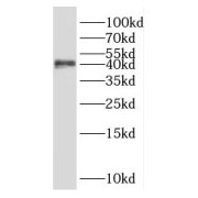WB analysis of Raji cells, using SHARPIN antibody (1/500 dilution).