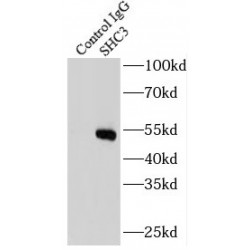 SHC-Transforming Protein 3 (SHC3) Antibody