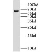 WB analysis of BxPC-3 cells, using SHC3 antibody (1/400 dilution).