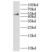 WB analysis of mouse skeletal muscle tissue, using SHF antibody (1/1000 dilution).