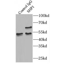 Tyrosine-Protein Phosphatase Non-Receptor Type 6 (PTPN6) Antibody