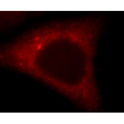 SH-PTP2 (SHP2) Antibody