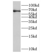 abx237874