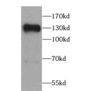 abx237877