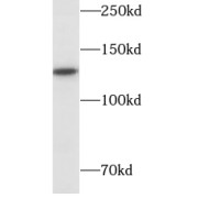 abx237878