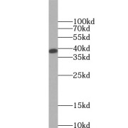abx237879