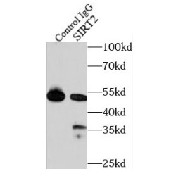 SIRT2-Specific Antibody