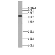 abx237880