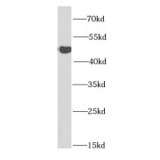 WB analysis of mouse liver tissue, using SIRT7 antibody (1/1000 dilution).