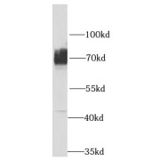 WB analysis of HeLa cells, using SLC1A4 antibody (1/1000 dilution).