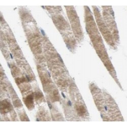 SLC25A6-Specific Antibody