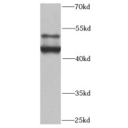 WB analysis of HepG2 cells, using SMAD9 antibody (1/1000 dilution).