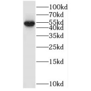 WB analysis of HT-1080 cells, using SMCR7L antibody (1/400 dilution).