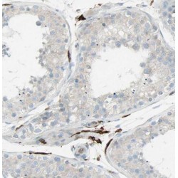 SNARE-Associated Protein Snapin (SNAPIN) Antibody