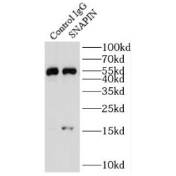 SNARE-Associated Protein Snapin (SNAPIN) Antibody