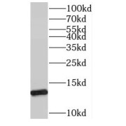 WB analysis of HEK-293 cells, using SNRPD1 antibody (1/500 dilution).