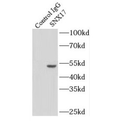 Sorting Nexin 17 (SNX17) Antibody