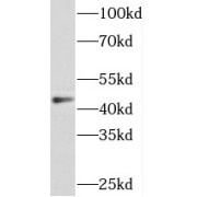 WB analysis of HeLa cells, using SNX32 antibody (1/600 dilution).