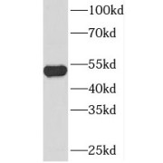 WB analysis of NIH/3T3 cells, using SNX4 antibody (1/300 dilution).