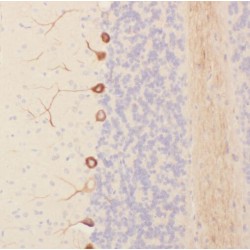 VPS10 Domain-Containing Receptor SorCS1 (SORCS1) Antibody